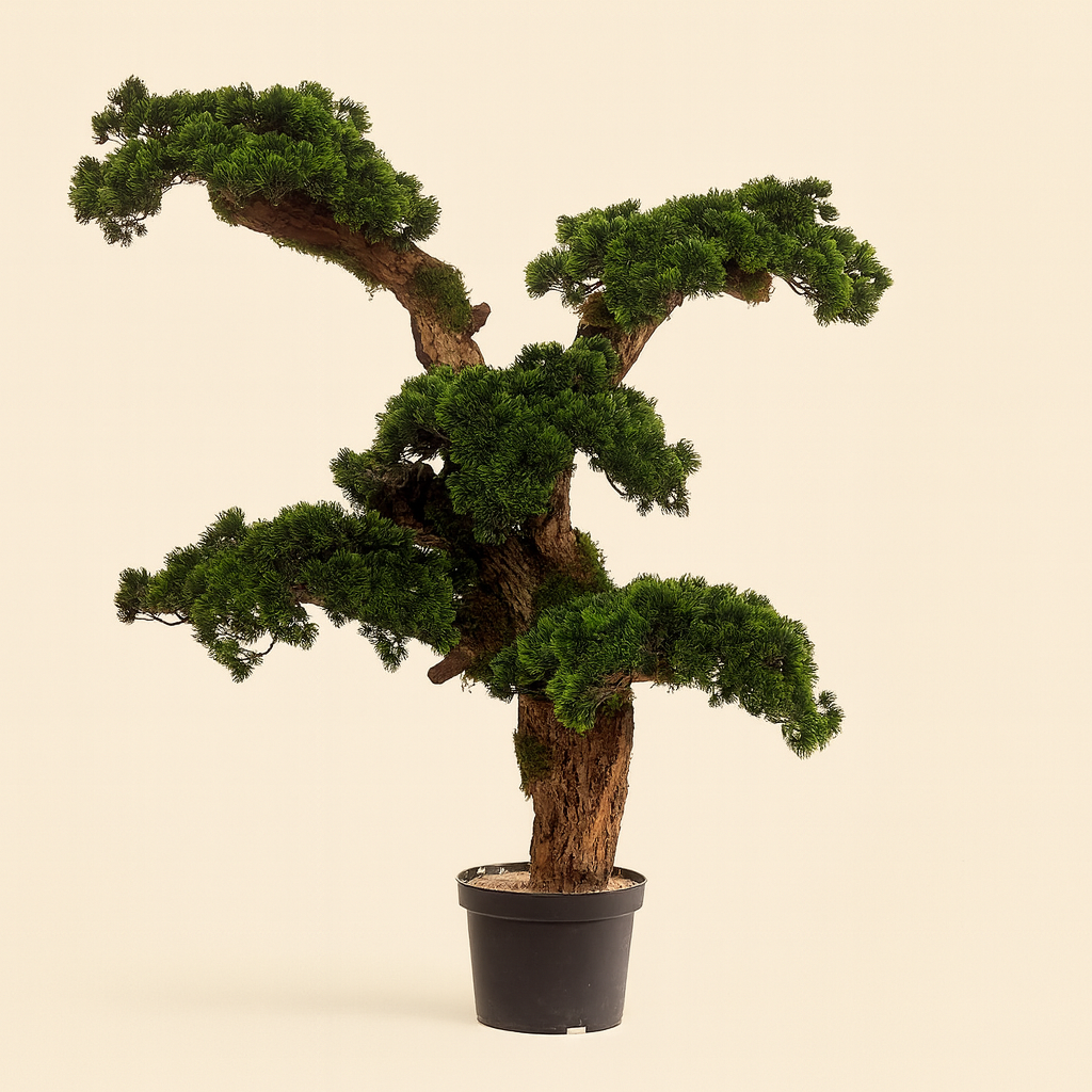Bonsai Japan - Image 2